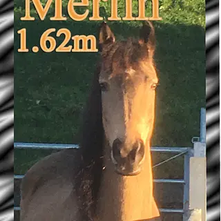 Vorschaubild Nr. 1 zu Reitbeteiligung in 6037 Root