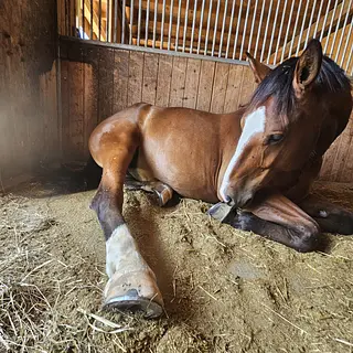 Vorschaubild Nr. 1 zu Reitbeteiligung in 4246 Wahlen b. Laufen