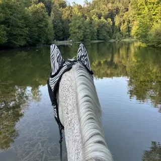 Vorschaubild Nr. 1 zu Reitbeteiligung in 6340 Baar