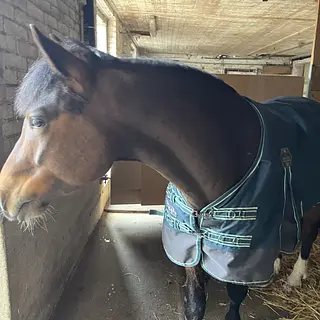 Vorschaubild Nr. 1 zu Reitbeteiligung in 8815 Horgenberg