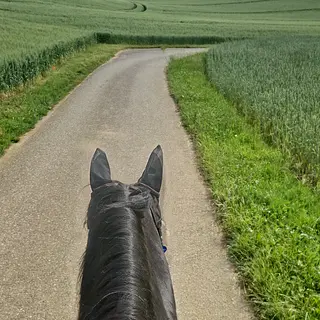 Vorschaubild Nr. 1 zu Reitbeteiligung in 4457 Diegten