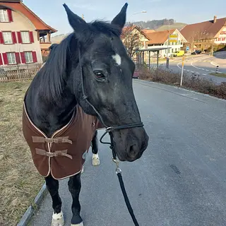 Vorschaubild Nr. 1 zu Reitbeteiligung in 3077 Enggistein