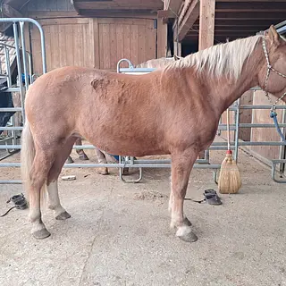 Vorschaubild Nr. 1 zu Reitbeteiligung in 4633 Hauenstein