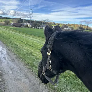 Vorschaubild Nr. 1 zu Reitbeteiligung in 9547 Wittenwil