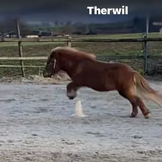 Vorschaubild Nr. 2 zu Reitbeteiligung in 4106 Therwil