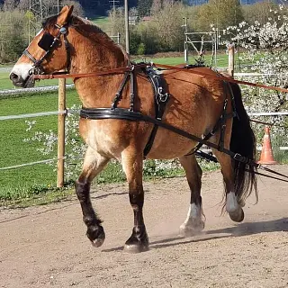 Vorschaubild Nr. 1 zu Reitbeteiligung in 7156 Rueun
