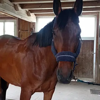 Vorschaubild Nr. 1 zu Reitbeteiligung in 3132 Riggisberg