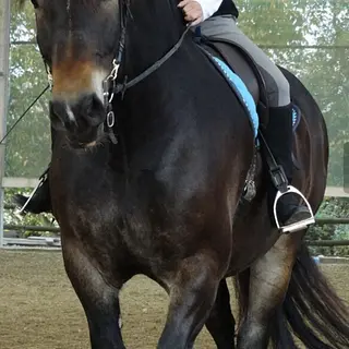 Vorschaubild Nr. 1 zu Reitbeteiligung in 6023 Rothenburg
