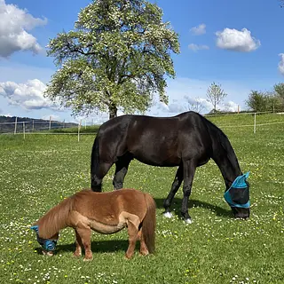 Vorschaubild Nr. 1 zu Reitbeteiligung in 5436 Würenlos