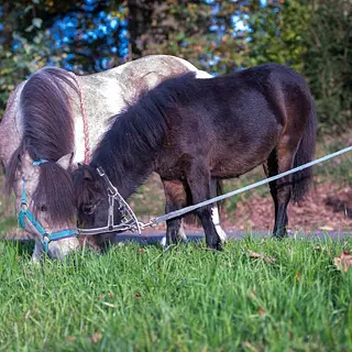 Vorschaubild Nr. 2 zu Reitbeteiligung in 6283 Baldegg