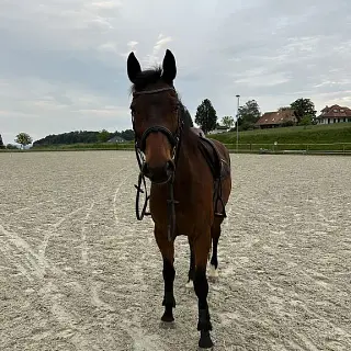 Vorschaubild Nr. 1 zu Reitbeteiligung in 4582 Brügglen