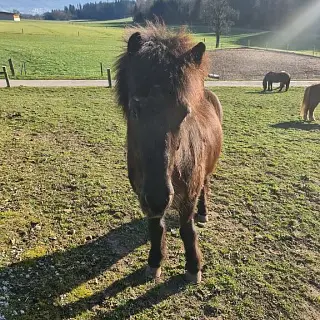 Vorschaubild Nr. 1 zu Reitbeteiligung in 8926 Kappel am Albis