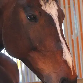 Vorschaubild Nr. 1 zu Reitbeteiligung in 9430 St. Margrethen SG
