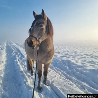 Vorschaubild Nr. 2 zu Reitbeteiligung in 5627 Besenbüren