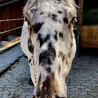 Vorschaubild Nr. 2 zu Reitbeteiligung in 8610 Uster
