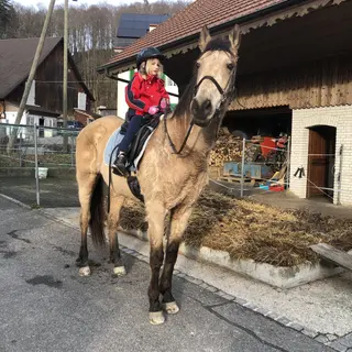 Vorschaubild Nr. 1 zu Reitbeteiligung in 4208 Nunningen