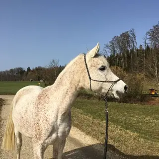 Vorschaubild Nr. 1 zu Reitbeteiligung in 3305 Scheunen