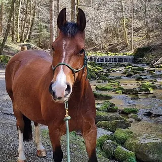 Vorschaubild Nr. 2 zu Reitbeteiligung in 8706 Meilen