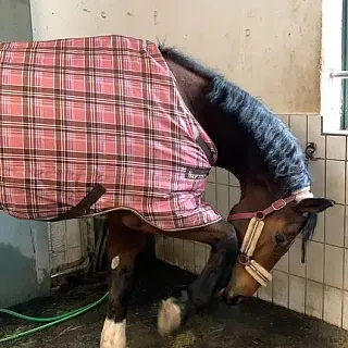 Vorschaubild Nr. 1 zu Reitbeteiligung in 8157 Dielsdorf