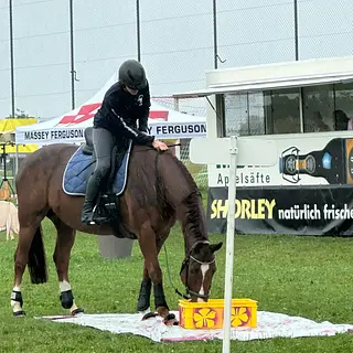 Vorschaubild Nr. 1 zu Reitbeteiligung in 8477 Oberstammheim