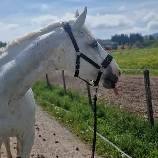 Vorschaubild Nr. 2 zu Reitbeteiligung in 8625 Gossau ZH