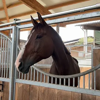 Vorschaubild Nr. 2 zu Reitbeteiligung in 8474 Dinhard