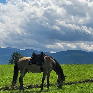 Vorschaubild Nr. 1 zu Reitbeteiligung in 8856 Tuggen