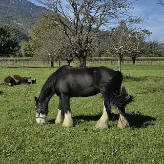 Vorschaubild Nr. 1 zu Reitbeteiligung in 9300 Wittenbach