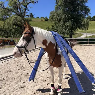 Vorschaubild Nr. 2 zu Reitbeteiligung in 8824 Schönenberg ZH