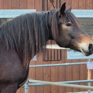 Vorschaubild Nr. 2 zu Reitbeteiligung in 6023 Rothenburg