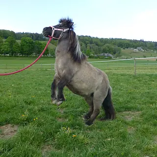 Vorschaubild Nr. 1 zu Reitbeteiligung in 4628 Wolfwil