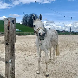 Vorschaubild Nr. 1 zu Reitbeteiligung in 3634 Thierachern