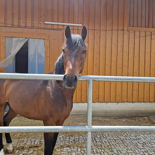Vorschaubild Nr. 1 zu Reitbeteiligung in 8261 Hemishofen