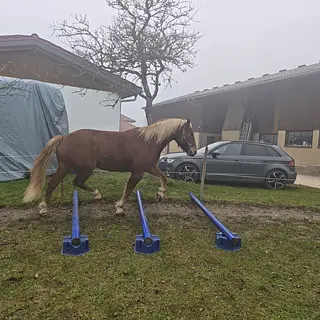 Vorschaubild Nr. 2 zu Reitbeteiligung in 8280 Kreuzlingen