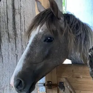 Vorschaubild Nr. 1 zu Reitbeteiligung in 5316 Leuggern