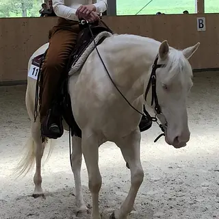 Vorschaubild Nr. 2 zu Reitbeteiligung in 8634 Hombrechtikon