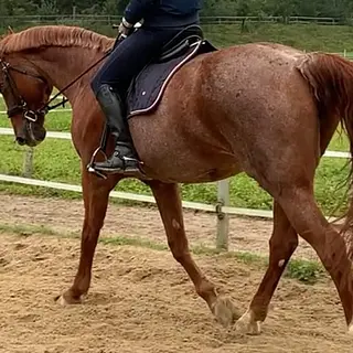 Vorschaubild Nr. 1 zu Reitbeteiligung in 6143 Ohmstal