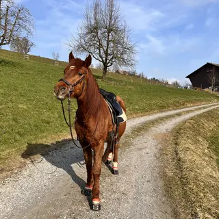 Vorschaubild Nr. 1 zu Reitbeteiligung in 8933 Maschwanden