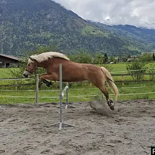 Vorschaubild Nr. 2 zu Reitbeteiligung in 6467 Schattdorf