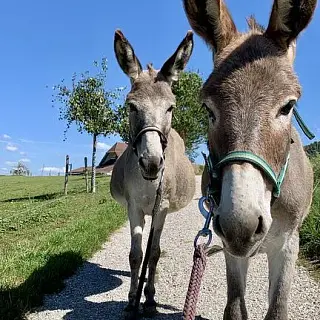 Vorschaubild Nr. 1 zu Reitbeteiligung in 3098 Köniz