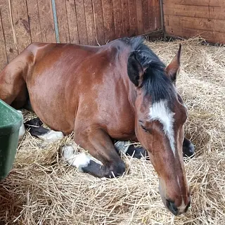 Vorschaubild Nr. 1 zu Reitbeteiligung in 8625 Gossau ZH