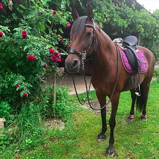Vorschaubild Nr. 1 zu Reitbeteiligung in 8105 Regensdorf