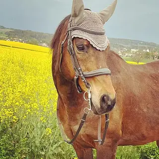 Vorschaubild Nr. 2 zu Reitbeteiligung in 8193 Eglisau