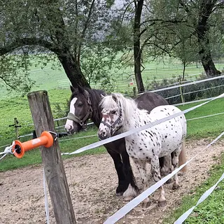 Vorschaubild Nr. 1 zu Reitbeteiligung in 4147 Aesch BL