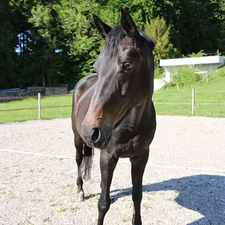 Vorschaubild Nr. 1 zu Reitbeteiligung in 8340 Hinwil
