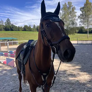 Vorschaubild Nr. 2 zu Reitbeteiligung in 8610 Uster