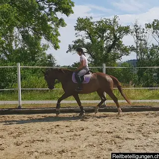Vorschaubild Nr. 1 zu Reitbeteiligung in 8422 Pfungen