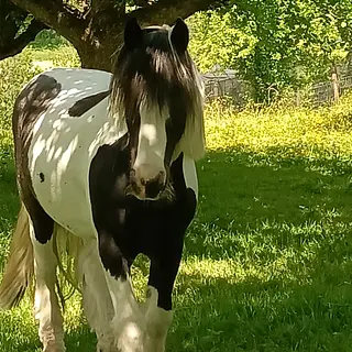Vorschaubild Nr. 2 zu Reitbeteiligung in 9312 Häggenschwil
