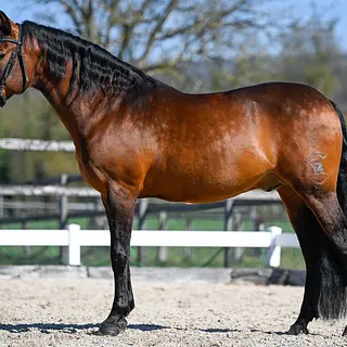 Vorschaubild Nr. 0 zu Reitbeteiligung in 5620 Bremgarten AG