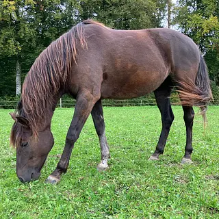 Vorschaubild Nr. 2 zu Reitbeteiligung in 3173 Oberwangen b. Bern
